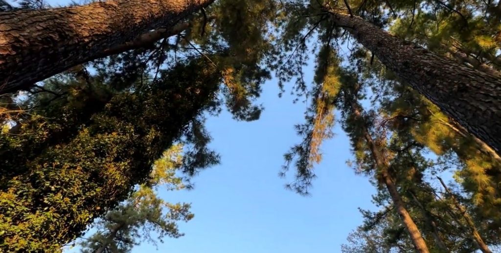 how to make tea while hiking forest trees