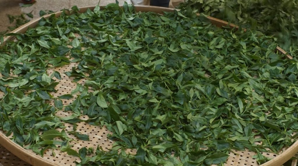 tea leaves showing quality control at high altitude