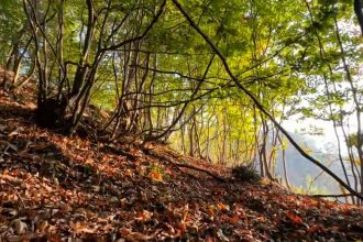 how to make tea while hiking forest trail