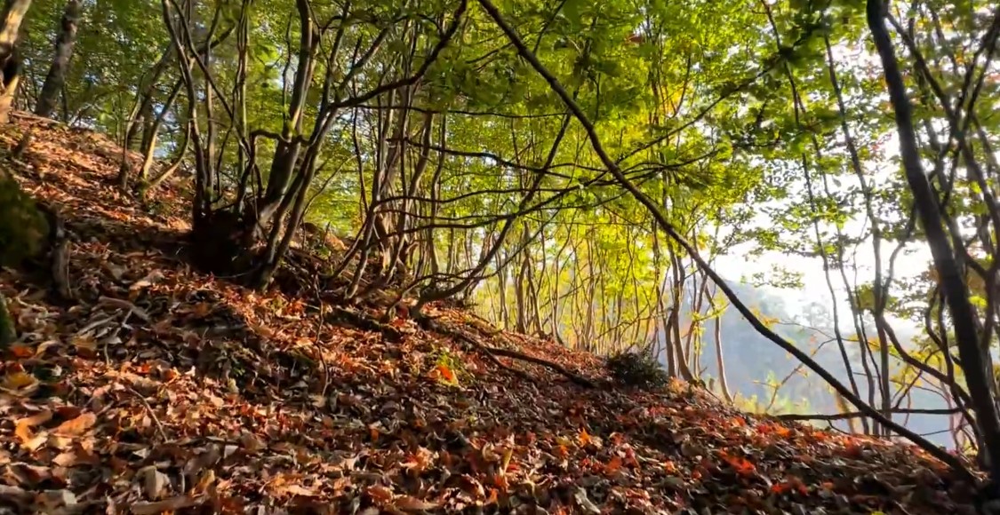 how to make tea while hiking forest trail