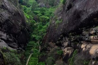 tea at high altitude first steep cover